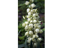  DSC0020 — �����.JPG