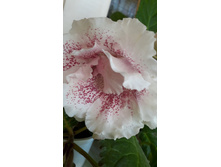 �� �������