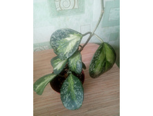 Obovata variegata Splash.