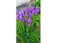 ���� ���������