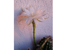Echinopsis subdenudata