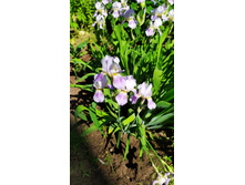 IMG 20200612 152239.jpg