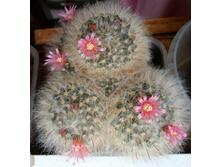 Mammillaria bocasana v. roseiflora