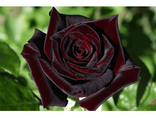 ���� �����-��������� ������ ����� �2