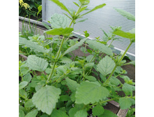 ���� �� ����