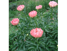 Pink Hawaiian Coral.jpg