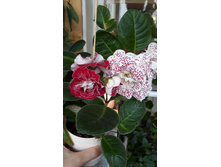 ��������� � �� �����