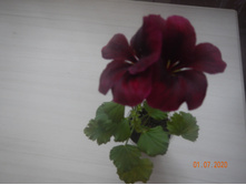 DSCN4718.JPG