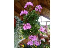 ������ ������������