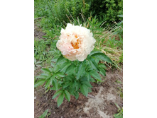 IMG 20200616 154850.jpg