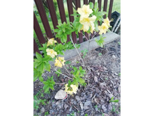 IMG 20200614 205216.jpg