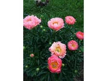 Coral Supreme 300, 1��.JPG