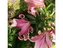 IMG 20200726 225123 458.jpg