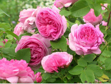 ���� �������� ���� ����� �2