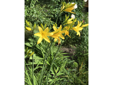 ������ ������