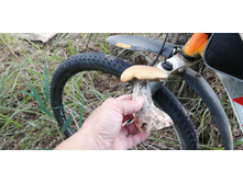 IMG 20200726 100742.jpg