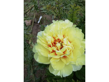 IMG 20200630 135544.jpg