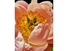 IMG 20200624 095930.jpg