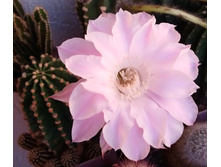 Echinopsis eyriesii