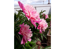 ���� ������� ������� �����. ���� 300�