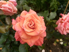 �� ���������