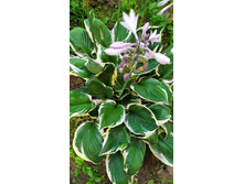 IMG 20200729 080724.jpg