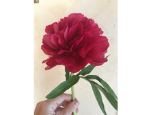 ���� �������� ������ ����-������� ��� ������ (���� �� ���������) 200₽