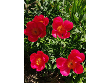 IMG 20200624 100032.jpg