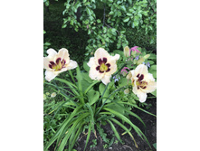 �������� ����