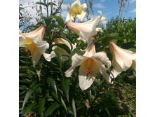 IMG 20200726 225123 455.jpg