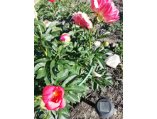 IMG 20200624 171746.jpg