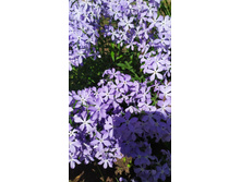 ����� �������������