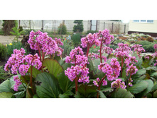 ����� ������������� ����������- 150 ���.    ����� 3-4 ����� !!!