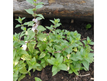 �������� ����