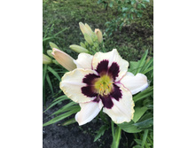 �������� ���� ������� ����