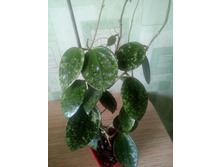 EPC-997 Hoya acuta, stable pink spot splash on cordate leaves (heart shape)
