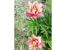 IMG 20200630 135529.jpg