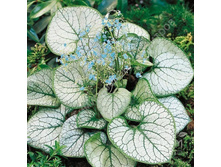 ������� �������������