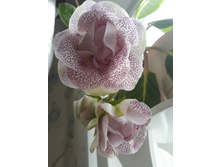 �� ����������