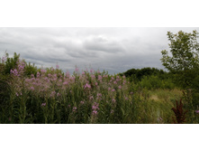 IMG 20200716 173308.jpg