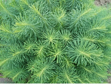 ������� ���������������