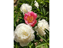 IMG 20200624 100008.jpg