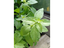 ����� ����