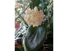 Hoya Hellwigiana.