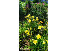 IMG 20200718 141257.jpg