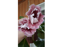 �� ������