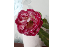 �� ������