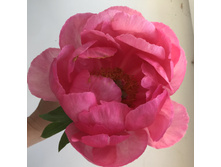 ���� ������� Paeonia Cytherea (� 2020 �� ����)