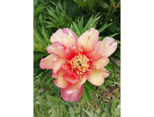 IMG 20200630 135518.jpg