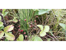 IMG 20200716 172851.jpg